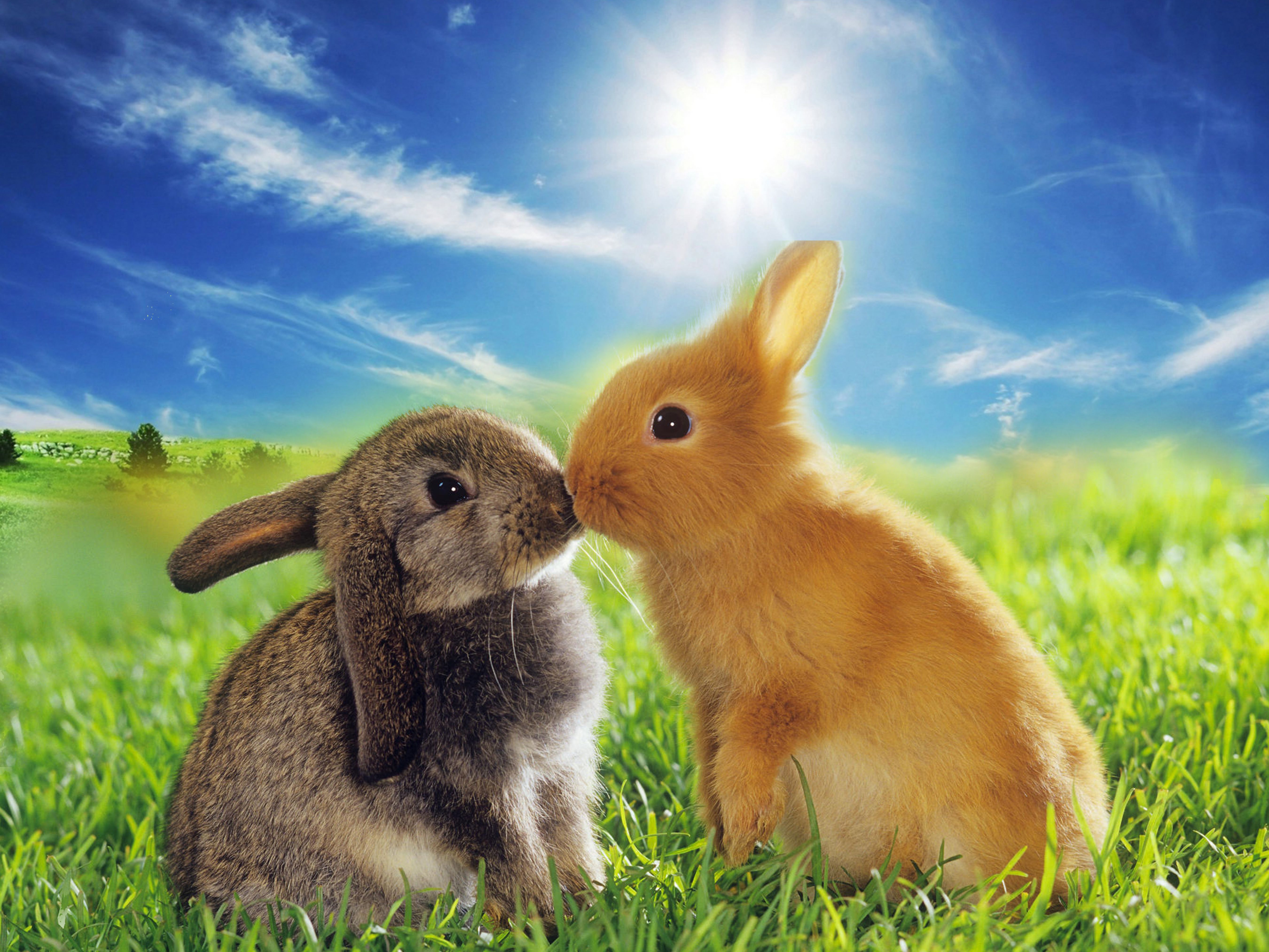 Зайка целует. Влюбленные кролики. Два кролика. Красивый кролик. Милые кролики.