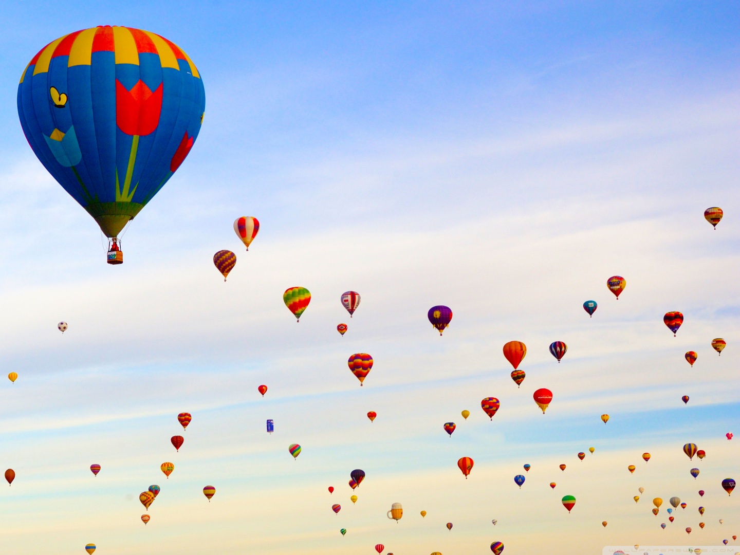Download Hot Air Balloon Field Fullscreen Mobile Wallpaper