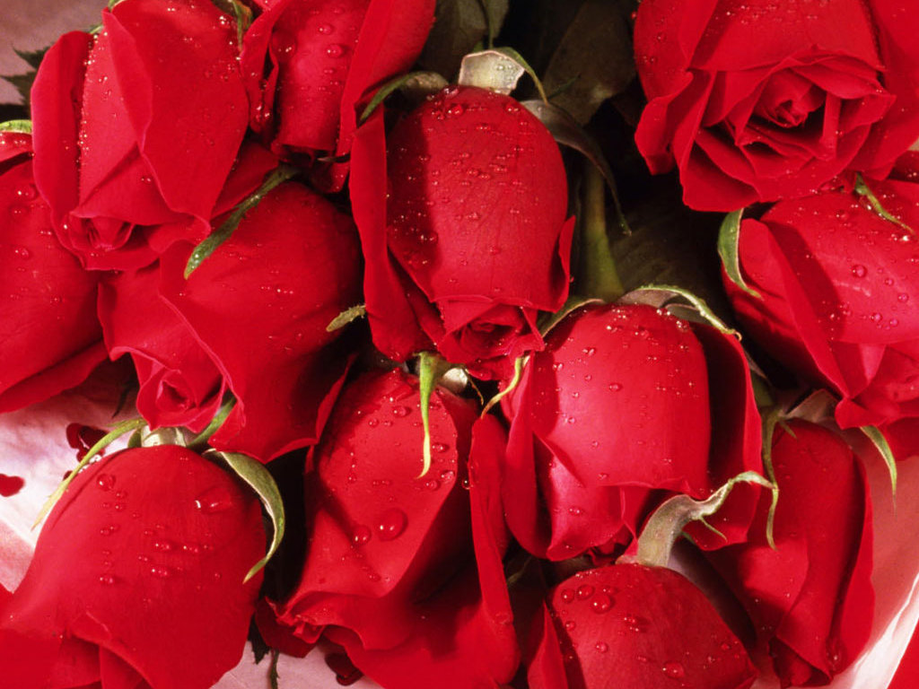 Only Red Roses High Quality Wallpapers | Infotainment ...