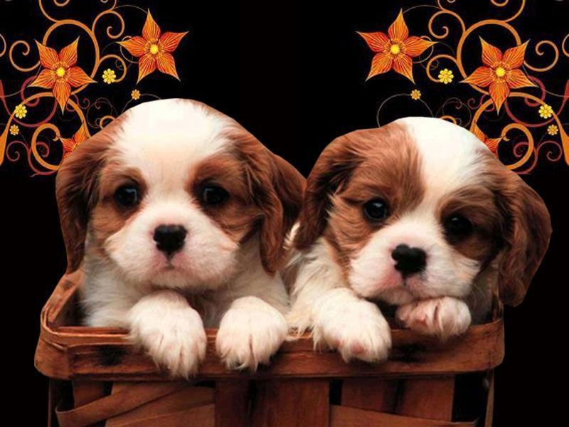 Puppies Wallpapers Download | Wallpaper HD And Background