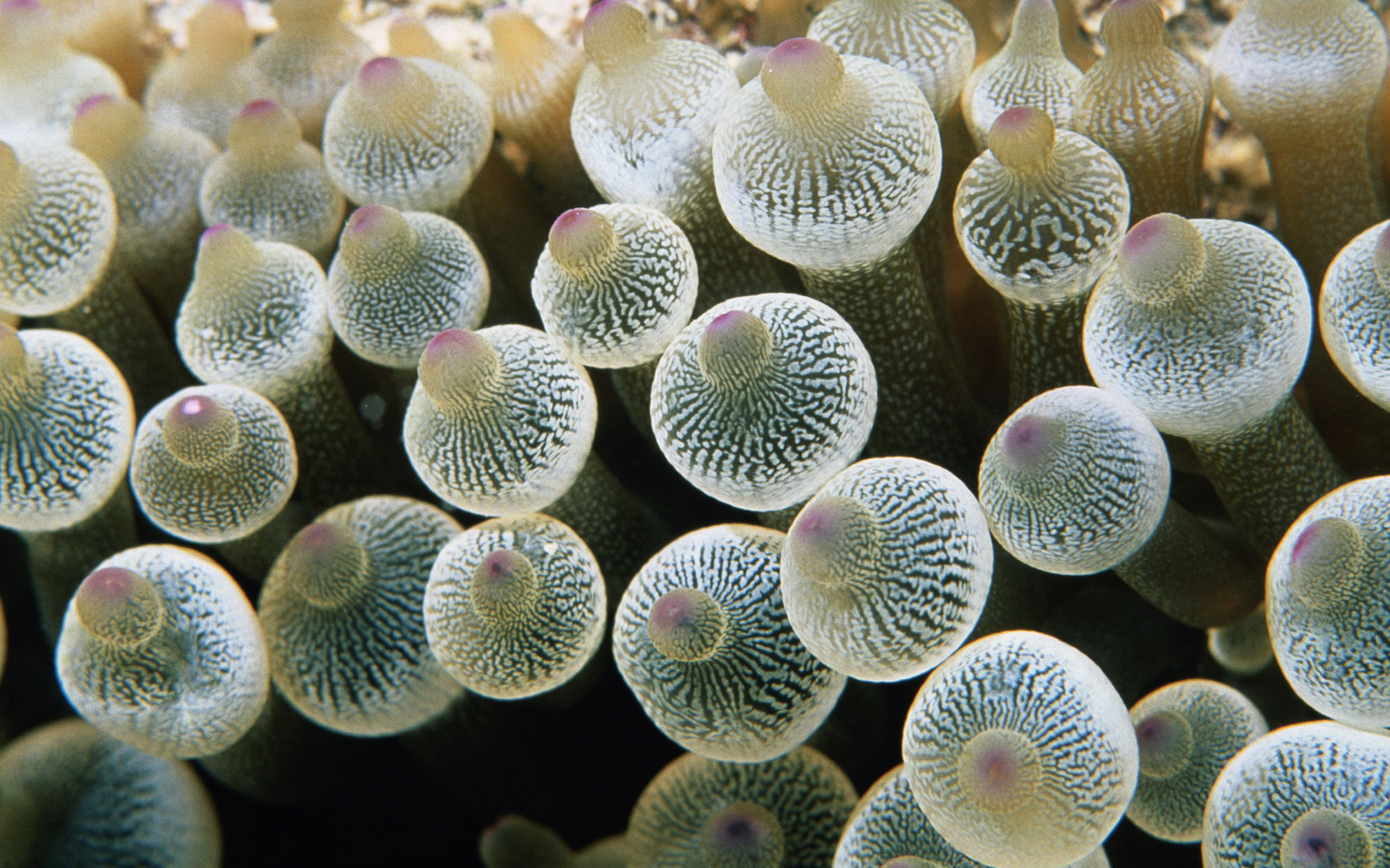 Download desktop wallpaper Nature jellyfish - Underwater World ...