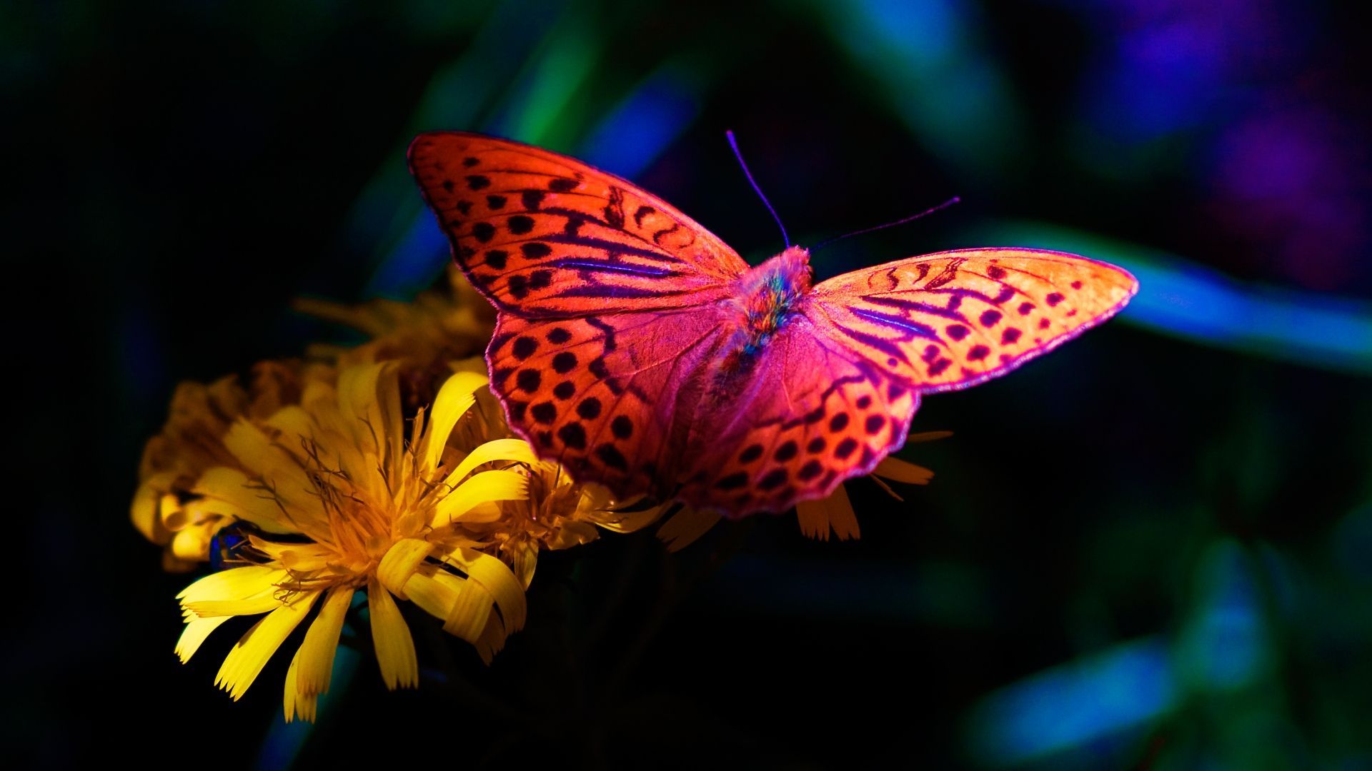 Download desktop wallpaper Flower and the butterfly