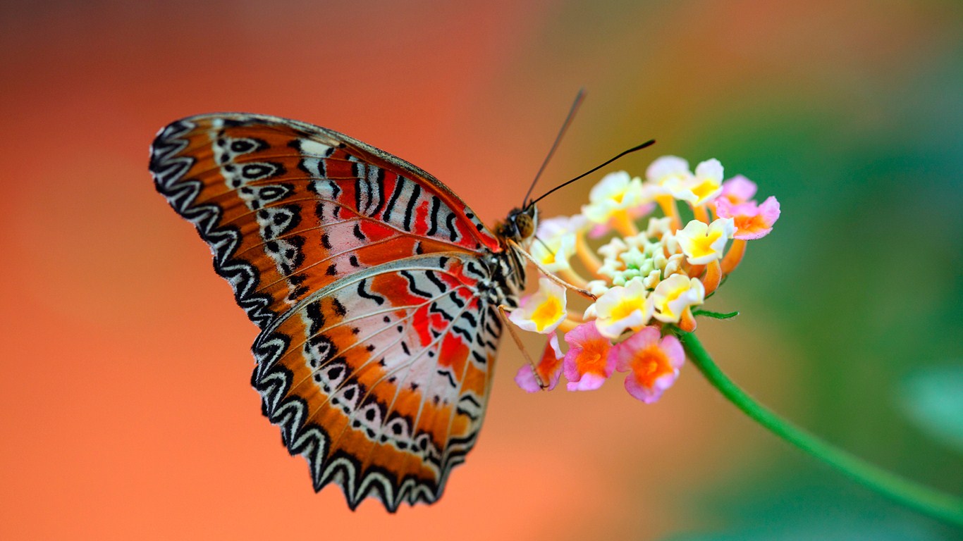 Download desktop wallpaper beautiful butterfly and flower