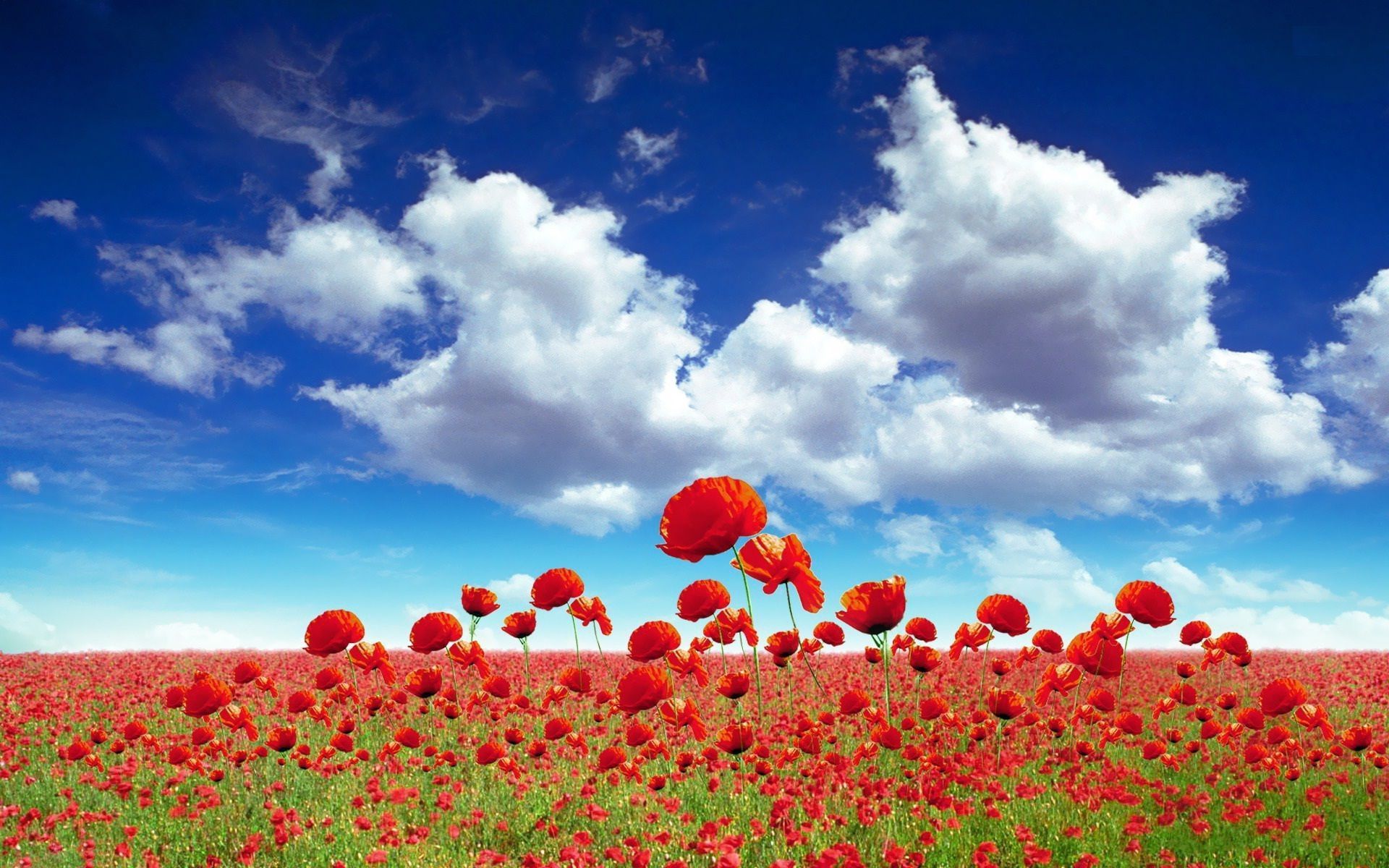 Field of Flowers HD Wallpaper Wallpapers, Backgrounds, Images