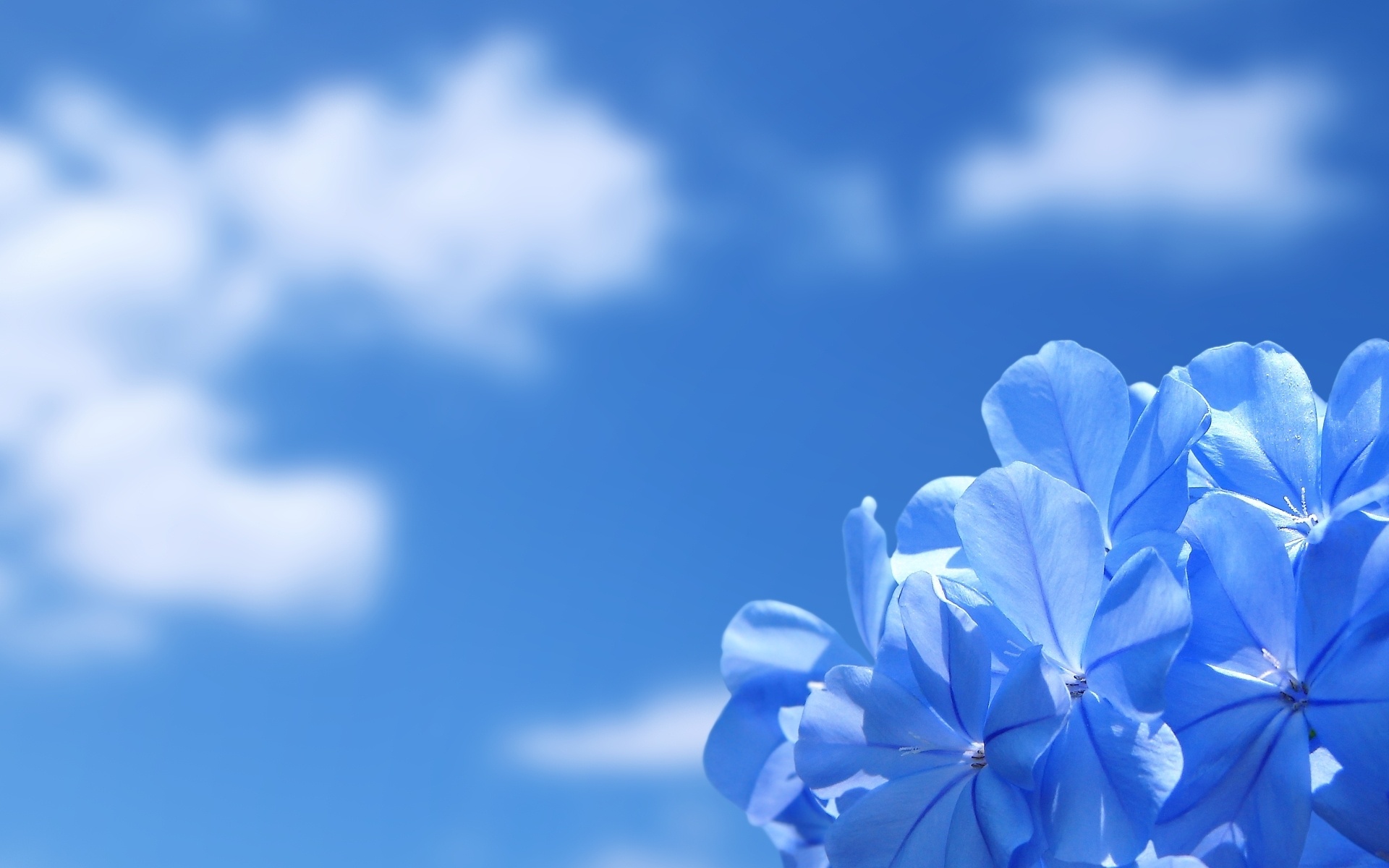 Blue Flower Background #6964781