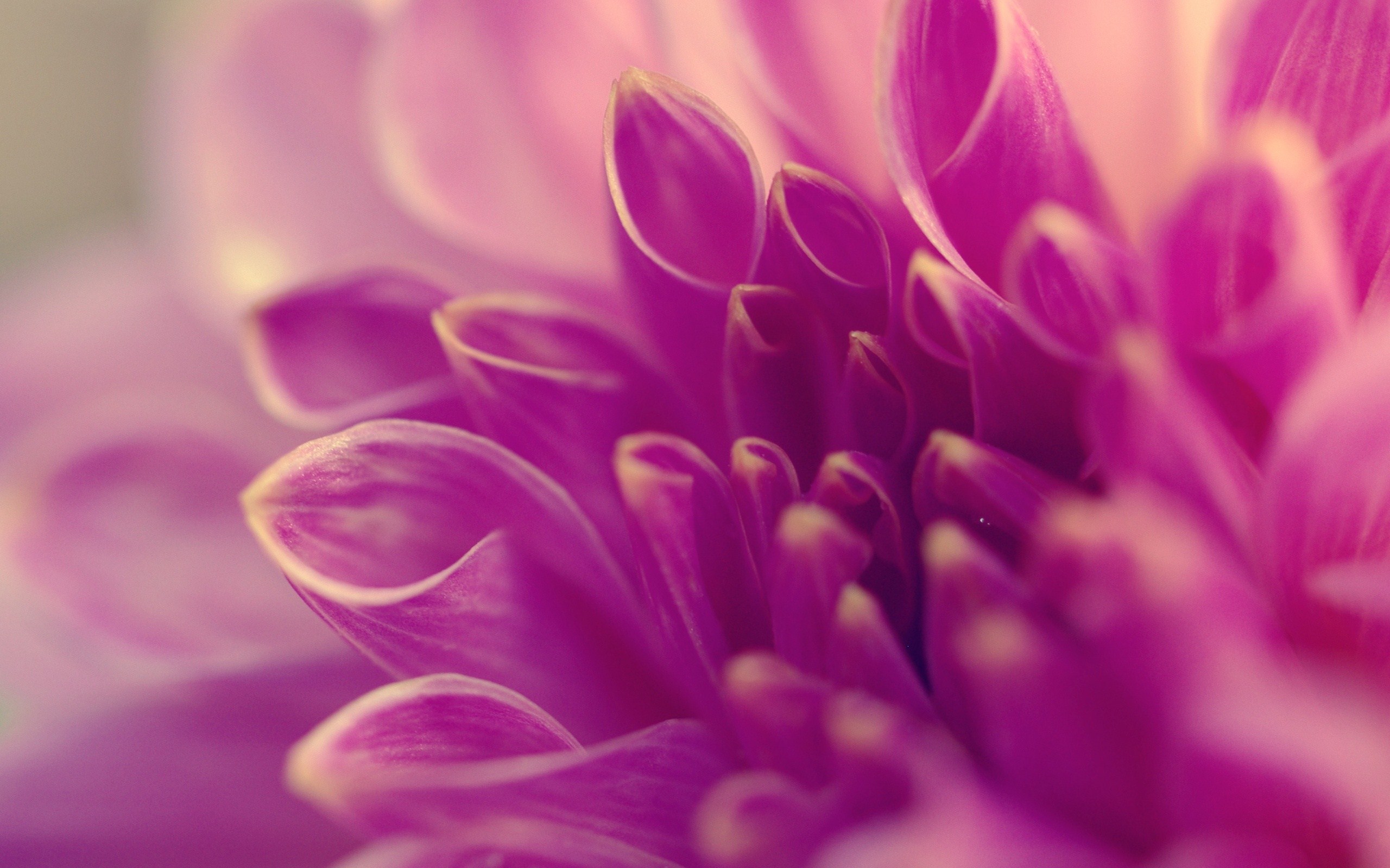 Purple Flower Background #6977739