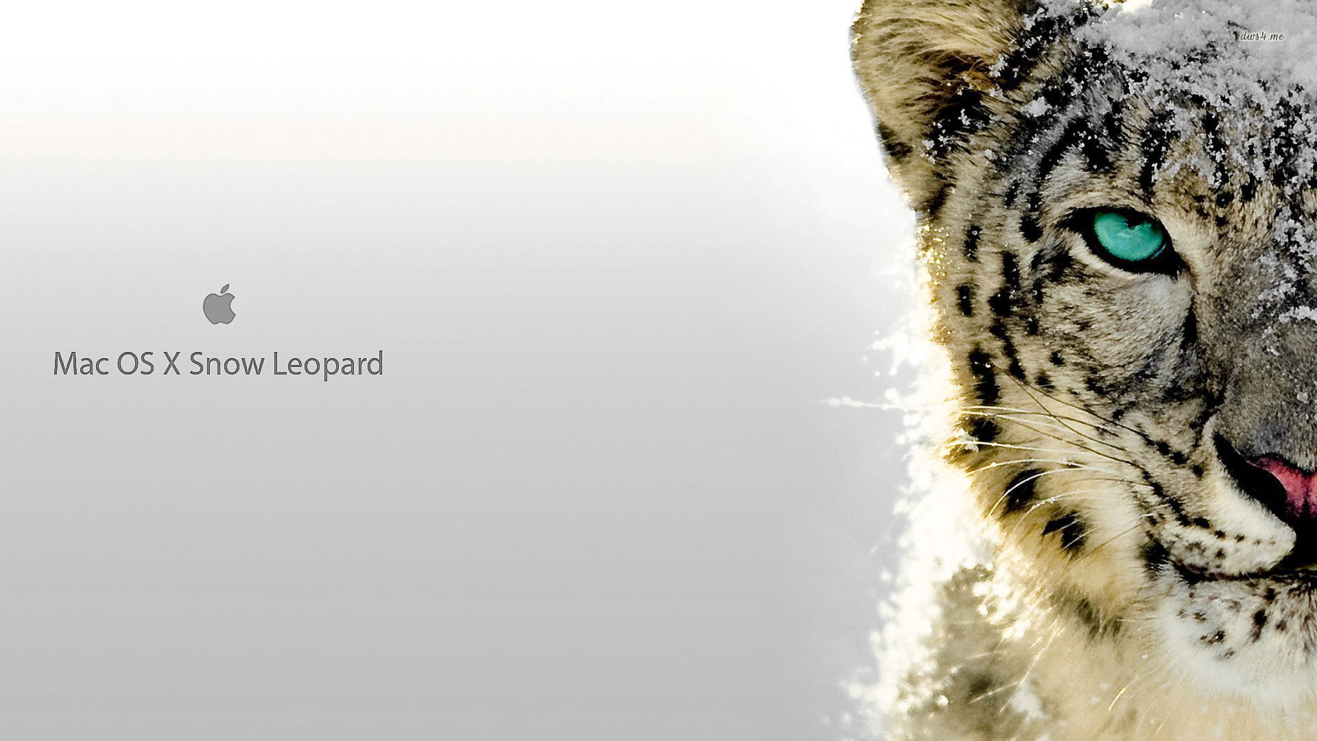 Snow leopard Mac OS X wallpaper - Computer wallpapers - #7814