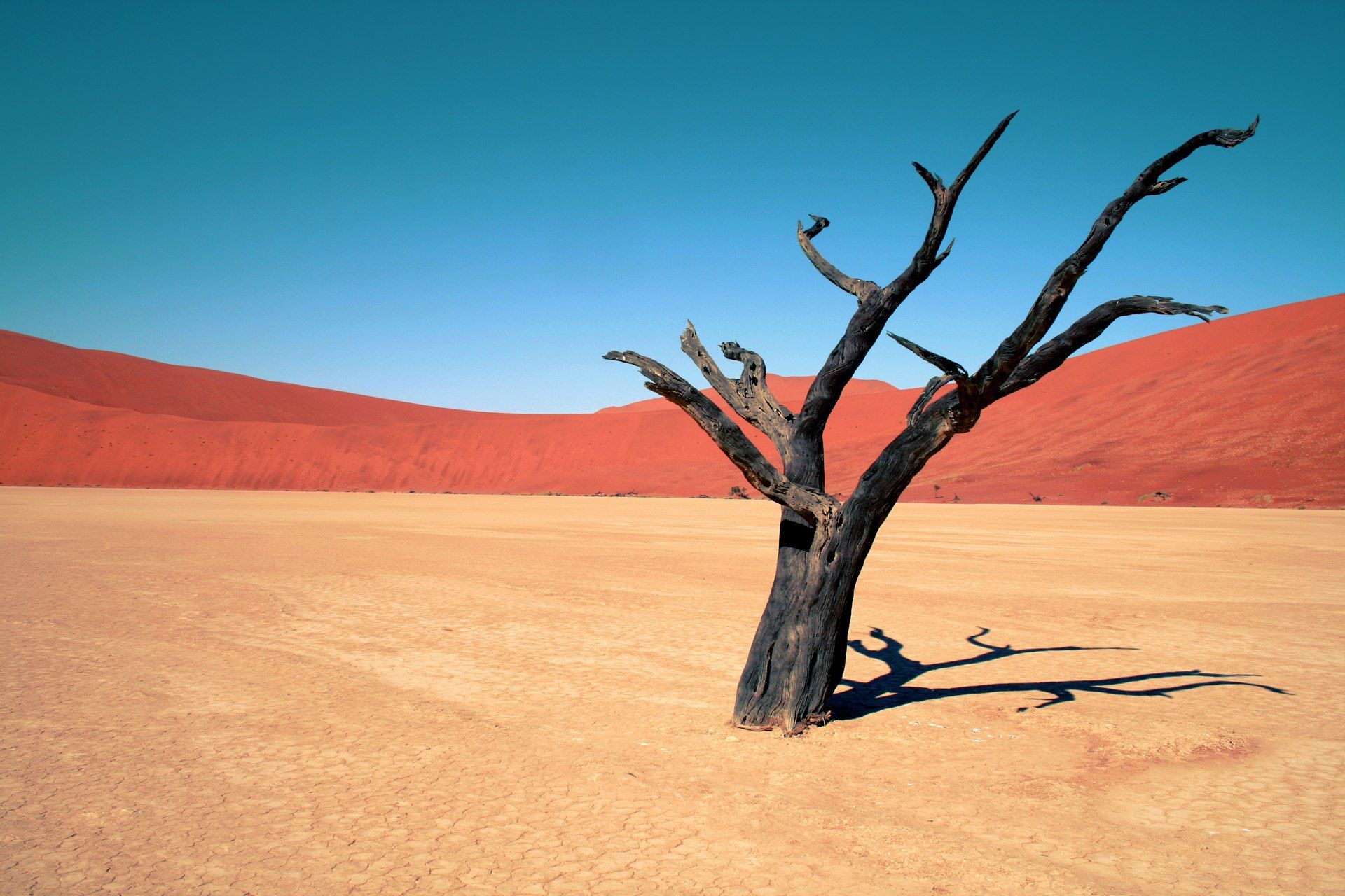 Dead desert tree wallpaper 1920x1280 - - High Quality and other