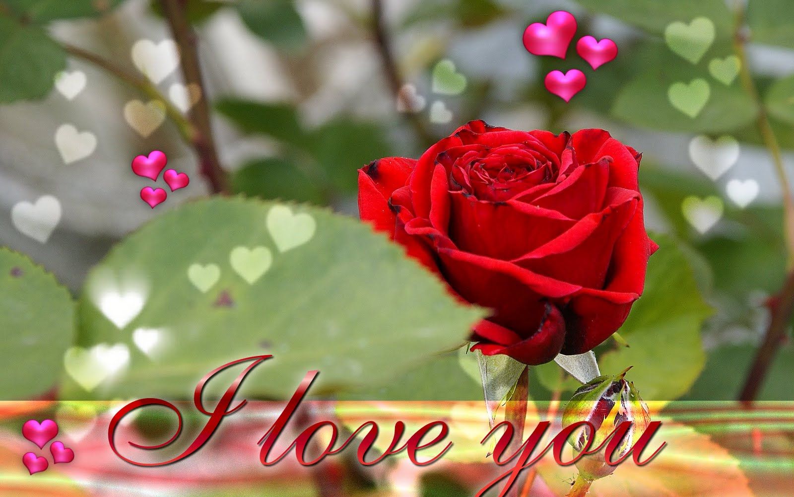 I Love You HD Wallpapers HD Images pictures Quotes Photos Cover ...