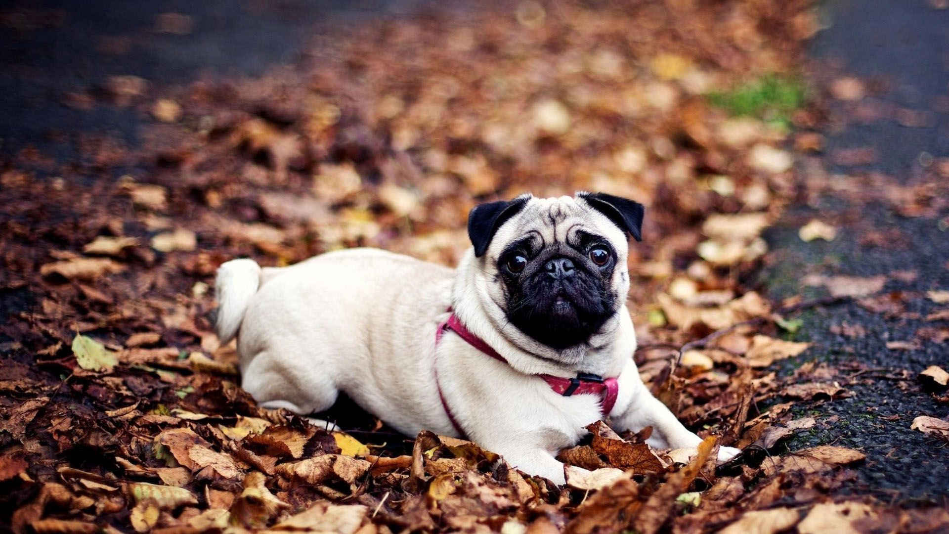 Pug Dog HD Wallpapers | Pug Dog Pictures Free | Cool Wallpapers