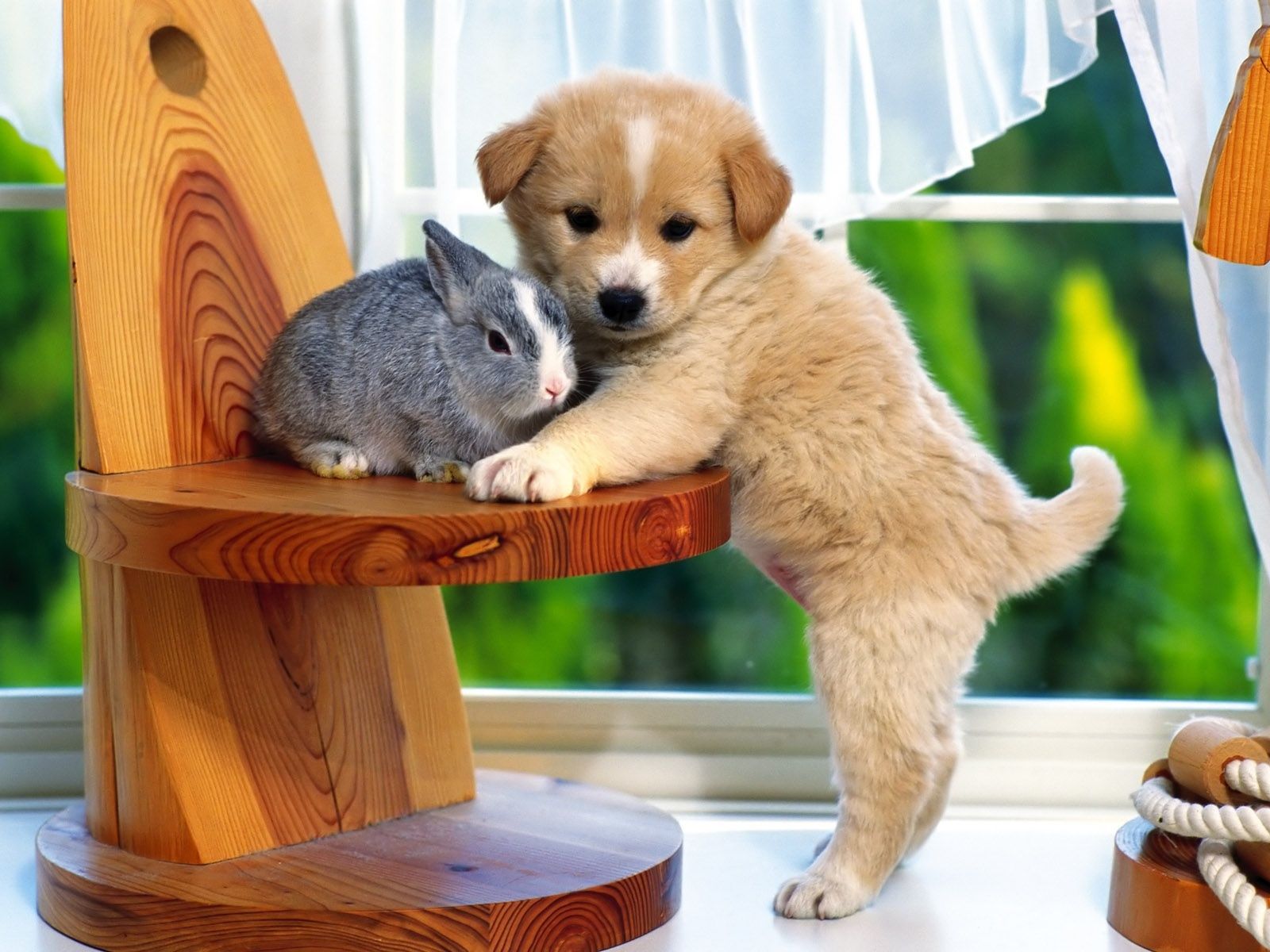 Cute Puppy Dog, Rabbit, Pets, Animals Wallpaper - DreamLoveBackgrounds