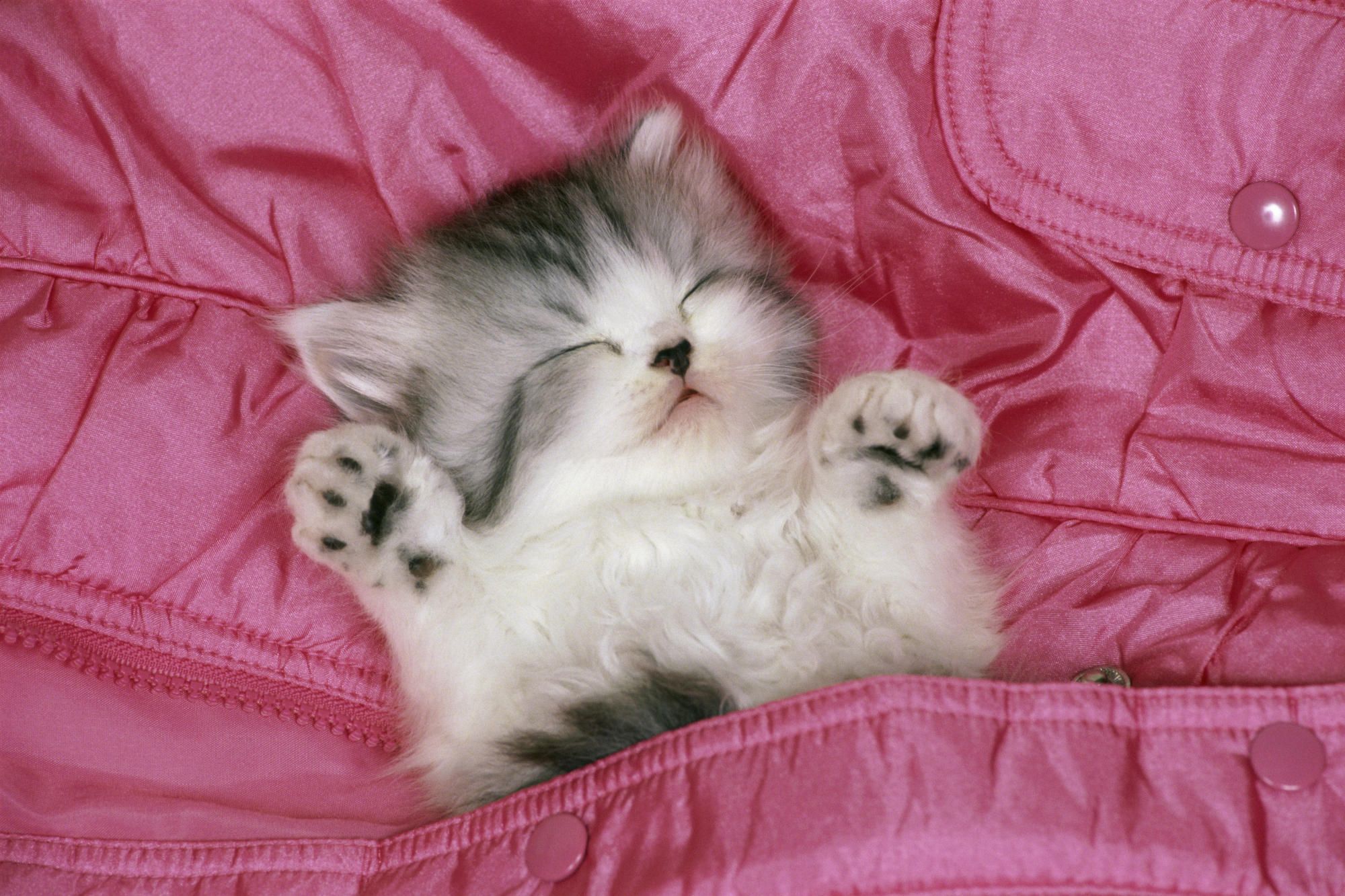Download free hd sleeping cute cat wallpaper quality desktop