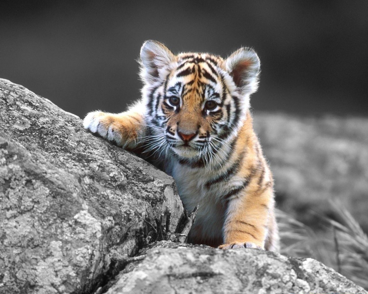 1280x1024 Cute Tiger Baby Wallpaper