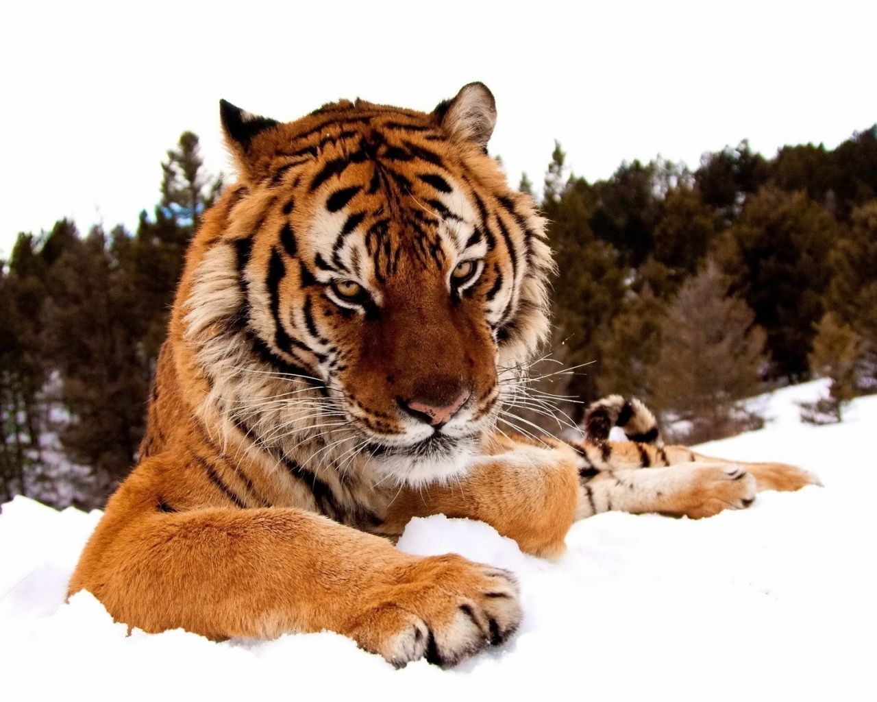 1280x1024 Tiger Snow Wallpaper