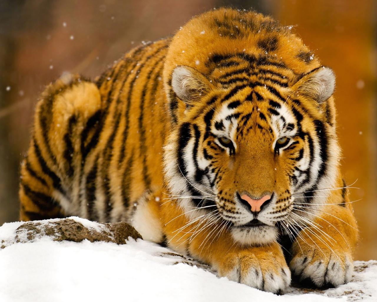 Tiger Free wallpapers 1280x1024 download desktop pictures HD