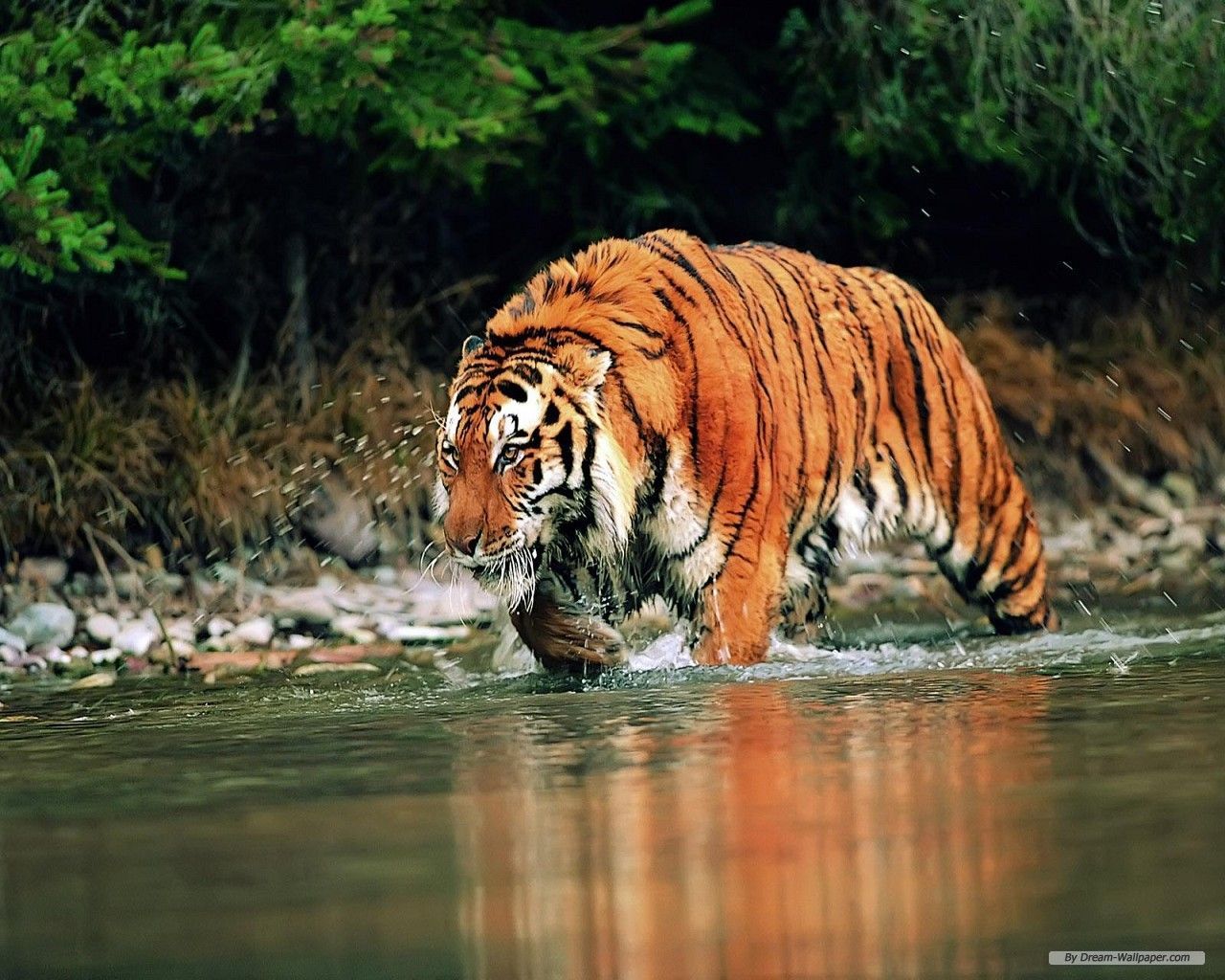 Free Wallpaper - Free Animal wallpaper - South China Tiger