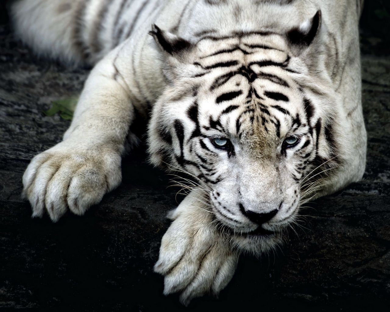 1280x1024 White tiger hd Wallpaper