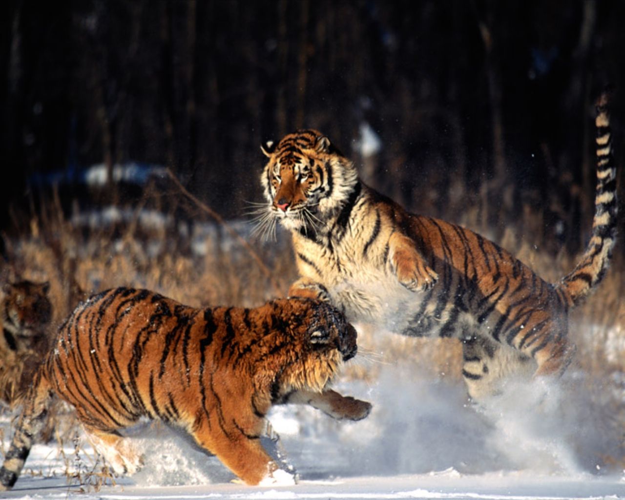 Tiger Wallpapers. Images and animals Tiger pictures (727)