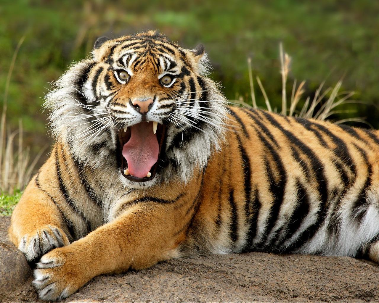 Sumatran Tiger Wallpaper - 101548