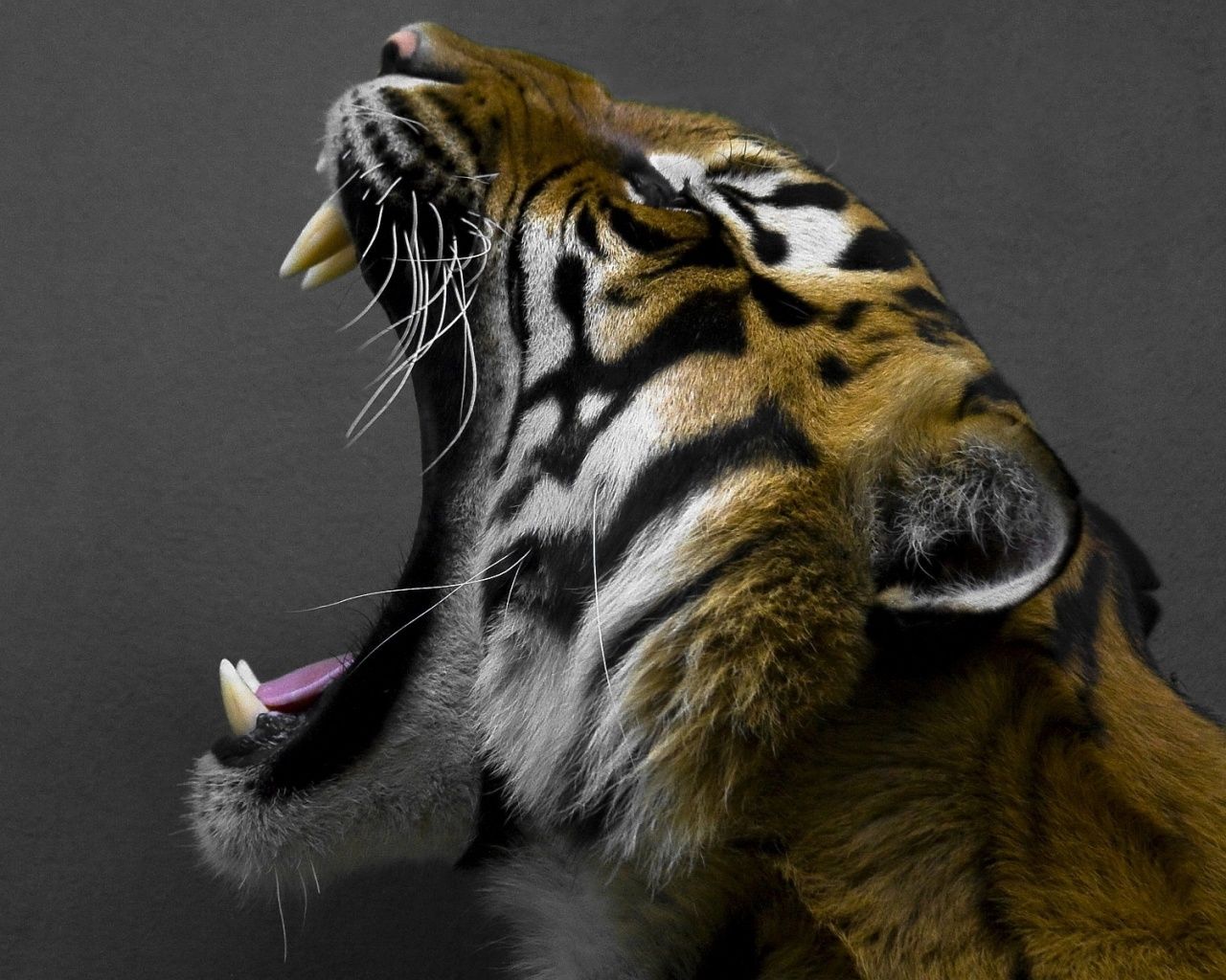 1280x1024 Yawning Tiger Wallpaper
