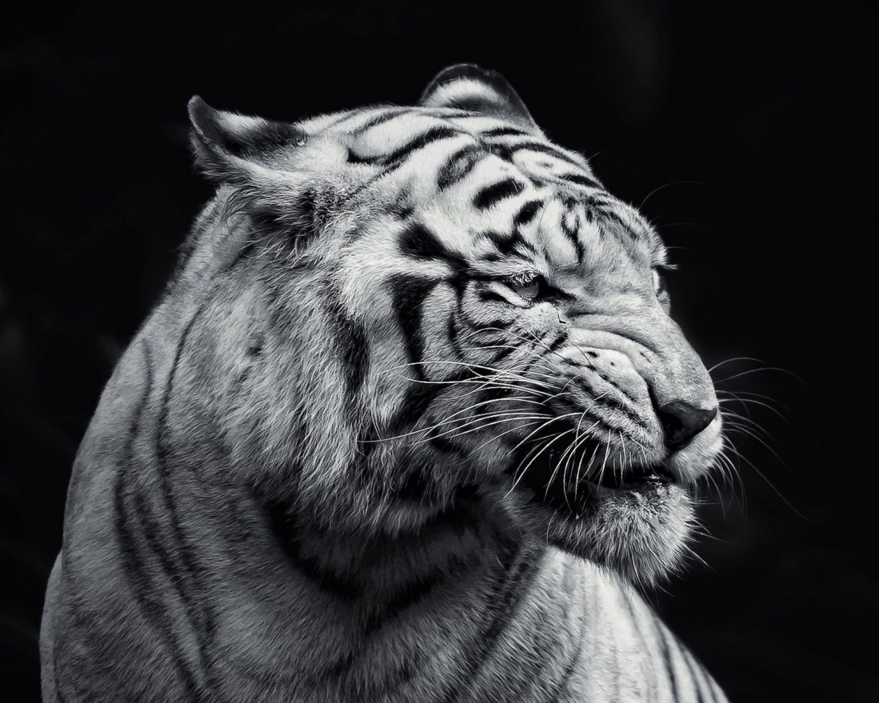 1280x1024 Tiger hd Wallpaper