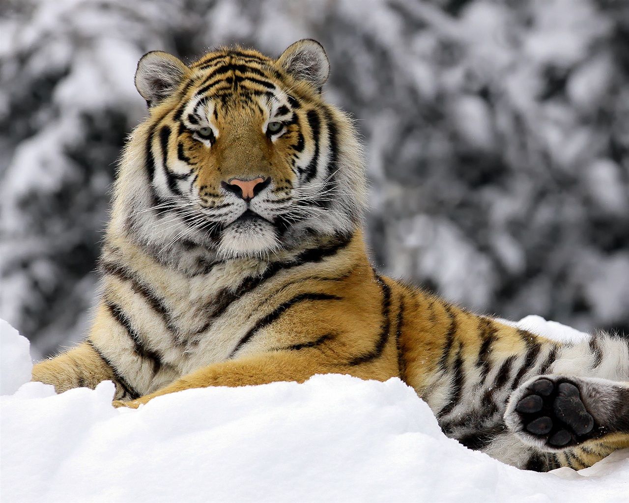 Tiger in Winter Wallpaper | 1280x1024 resolution wallpaper ...
