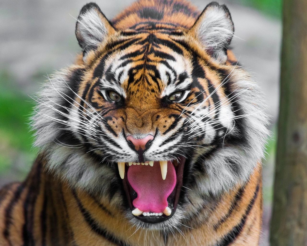 1280x1024 Threatening Tiger Wallpaper
