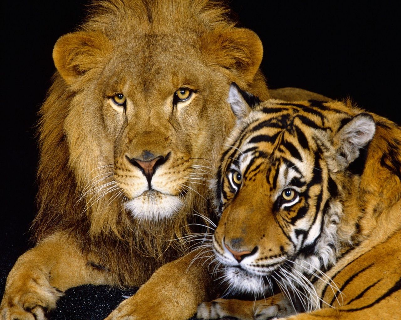 1280x1024 Lion and tiger desktop PC and Mac wallpaper