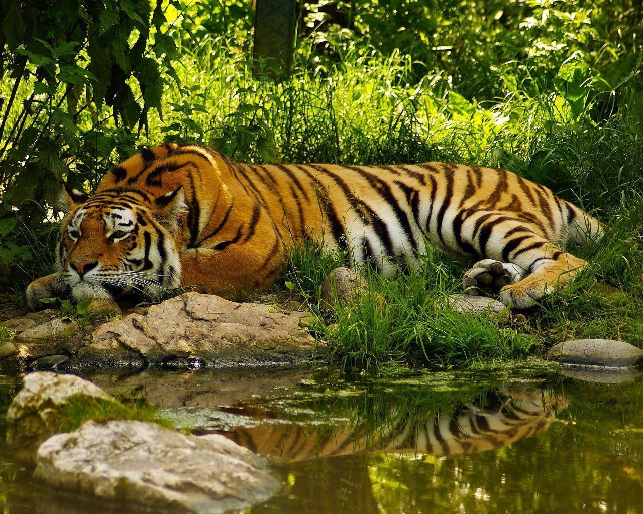 1280x1024 Tiger in Bush Wallpaper