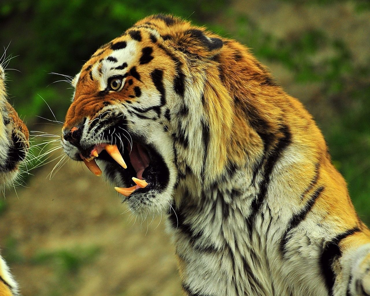 1280x1024 Tiger Angry Wallpaper