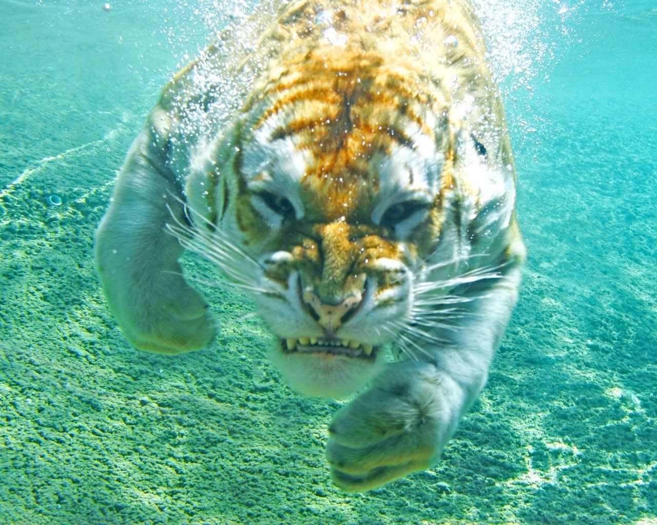 1280x1024 Diving Tiger Wallpaper