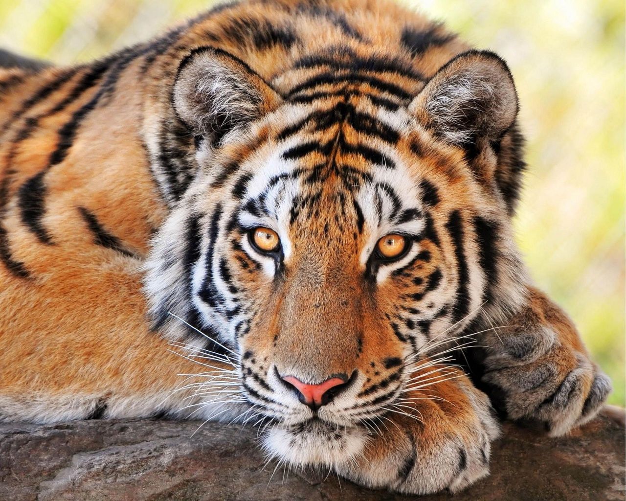 1280x1024 Beautiful Tiger Wallpaper