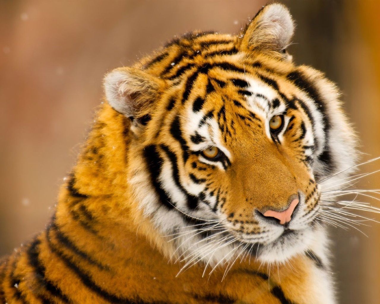 Tiger cute photo Wallpaper | 1280x1024 resolution wallpaper ...