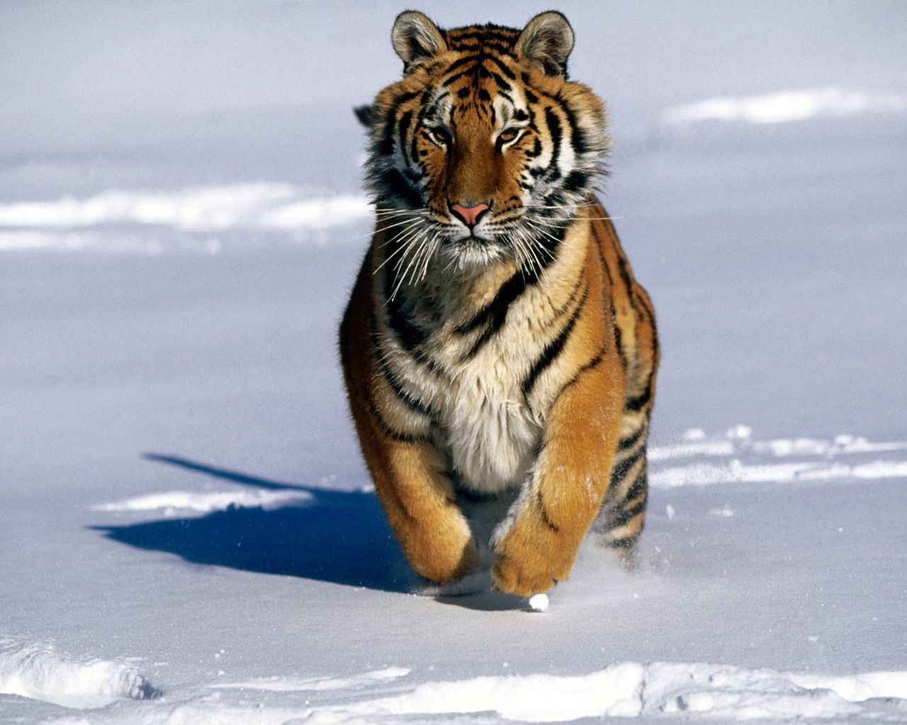 Charge!, Siberian Tiger Wallpapers | HD Wallpapers