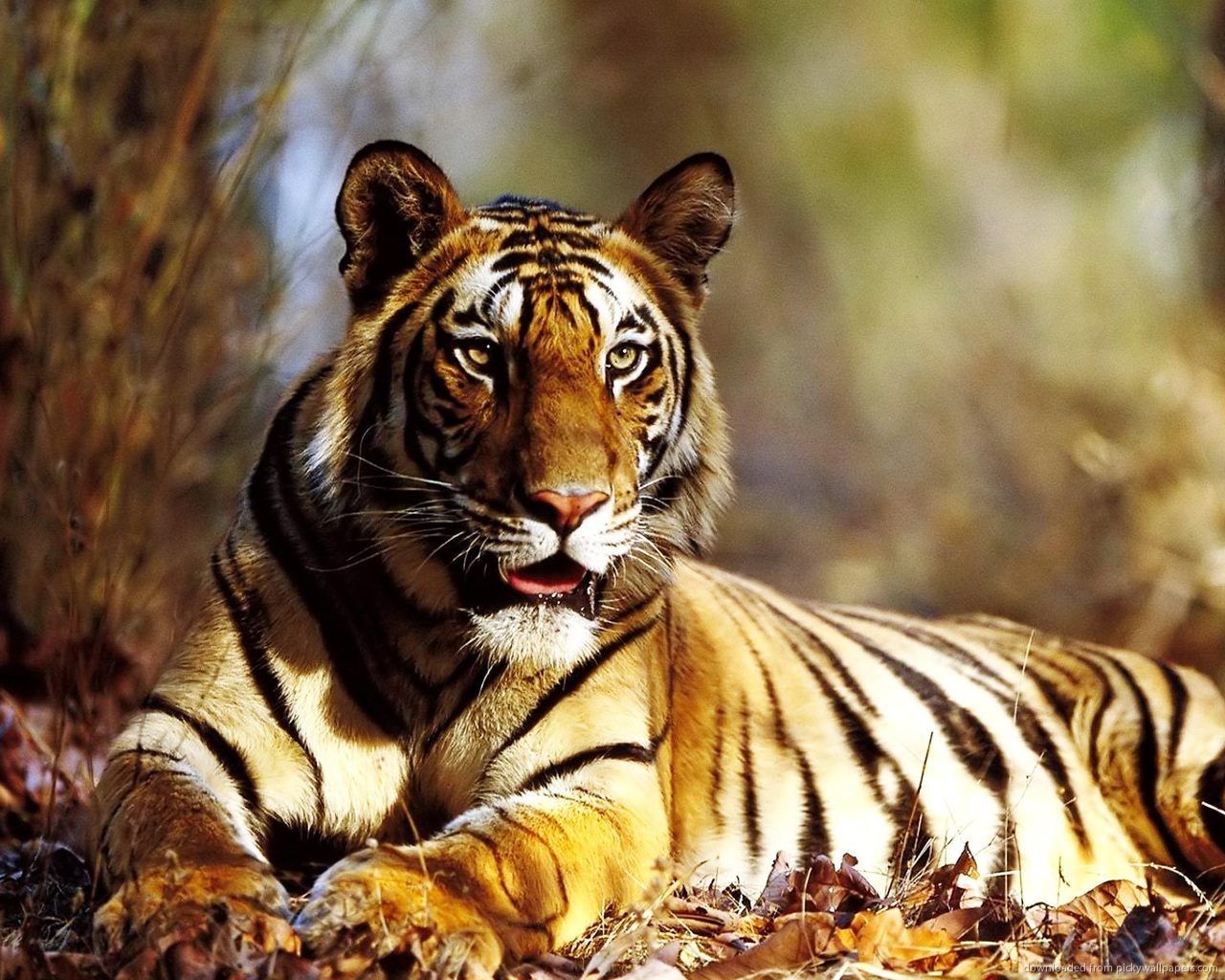 Download 1280x1024 American Tiger Wallpaper