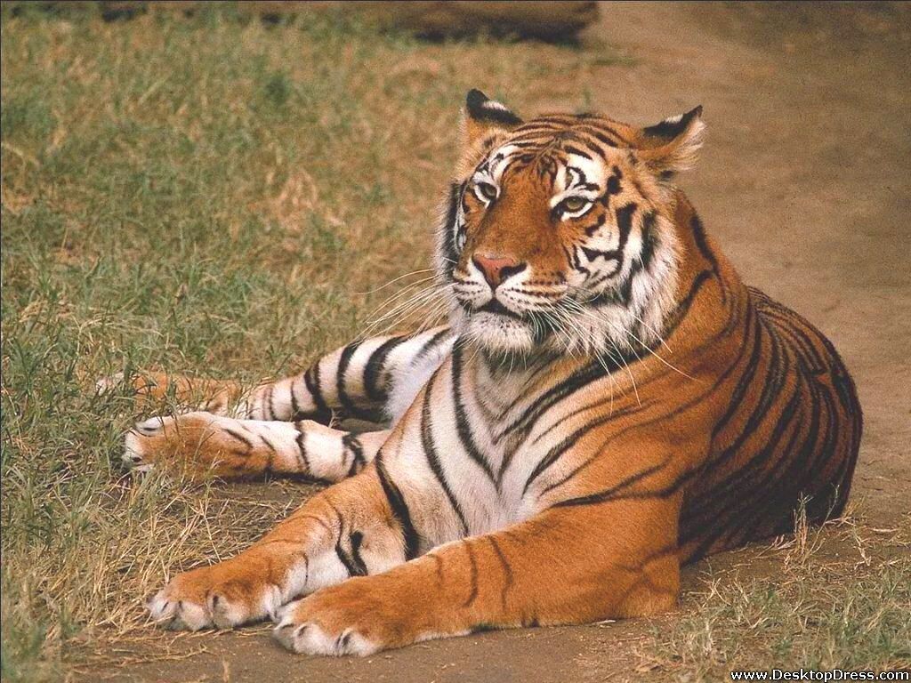 Desktop Wallpapers » Animals Backgrounds » Lying Tiger » www ...