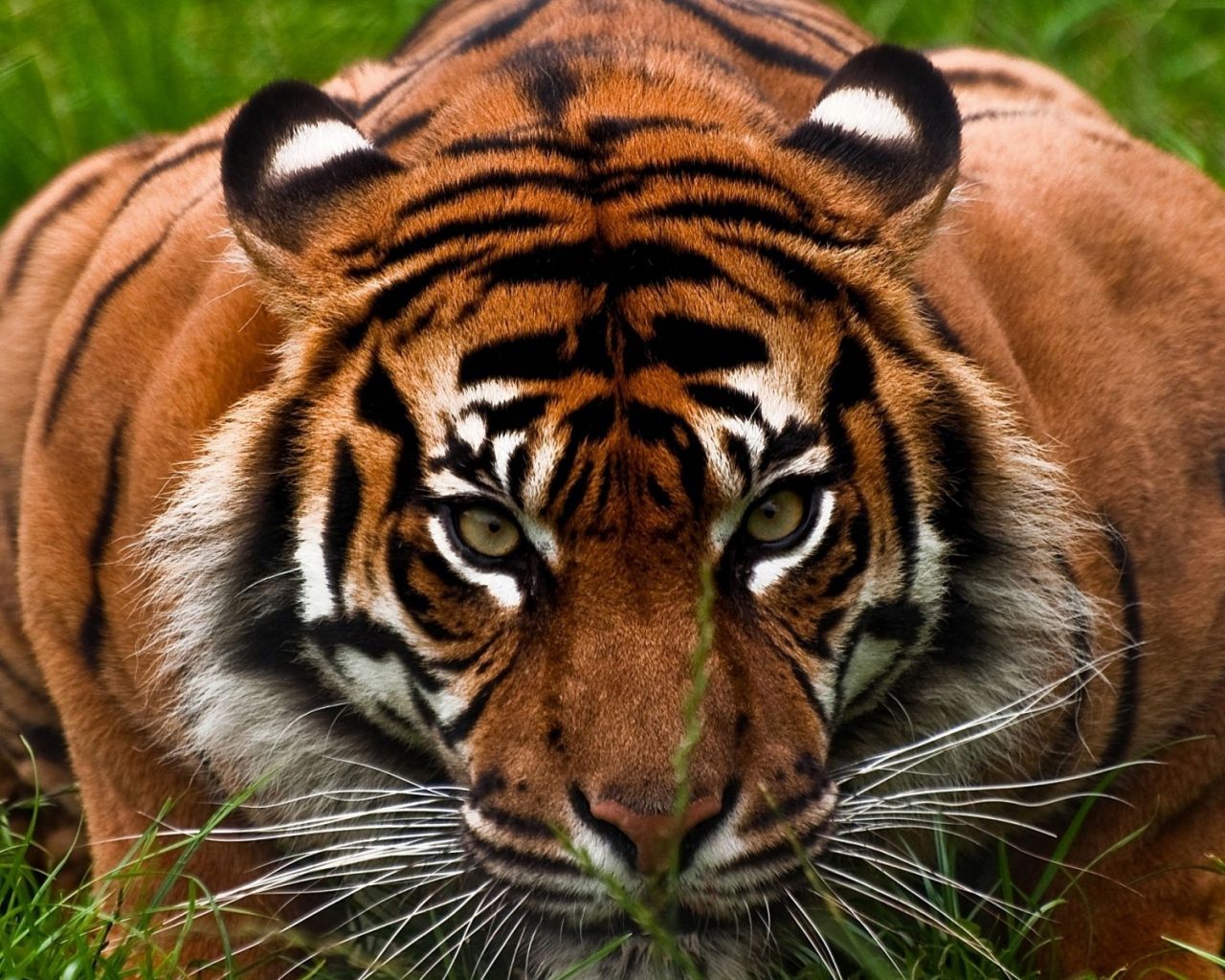 Download Tiger's Aggressive Face HD Wallpaper 1280x1024 ...