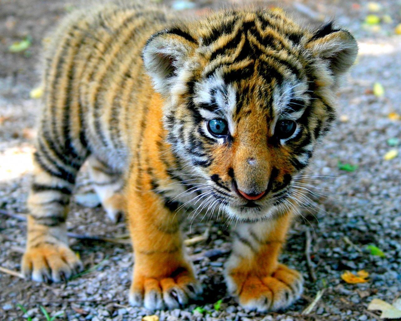 1280x1024 Cute Tiger Cub desktop PC and Mac wallpaper