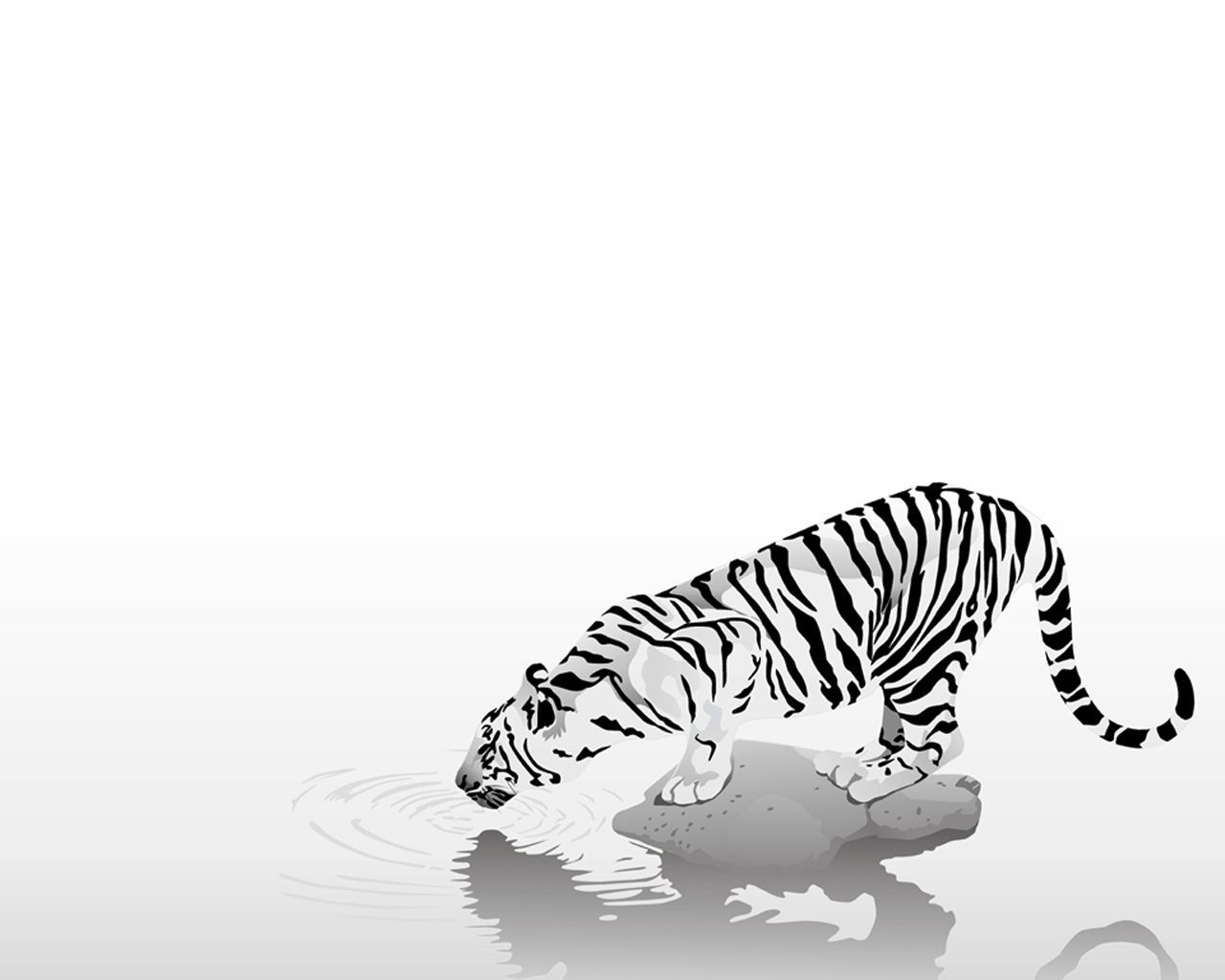 White Tiger Layout Water Your Top HD Wallpapers #ID68394