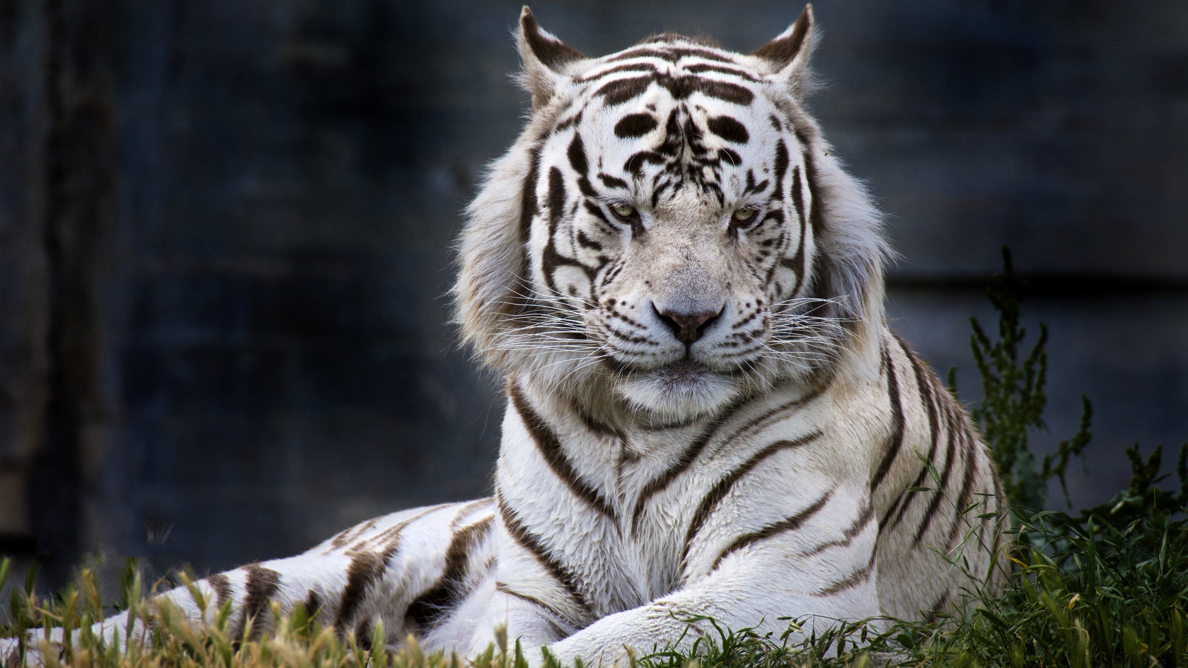 White Tiger at Madrid Zoo uhd wallpapers - Ultra High Definition ...