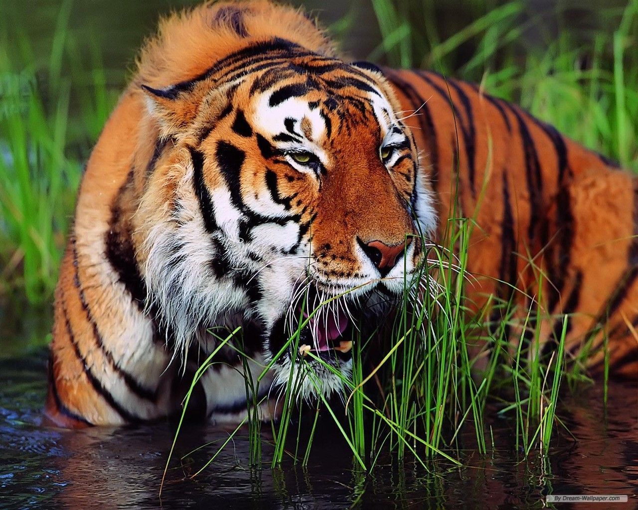 Free Wallpaper - Free Animal wallpaper - South China Tiger ...