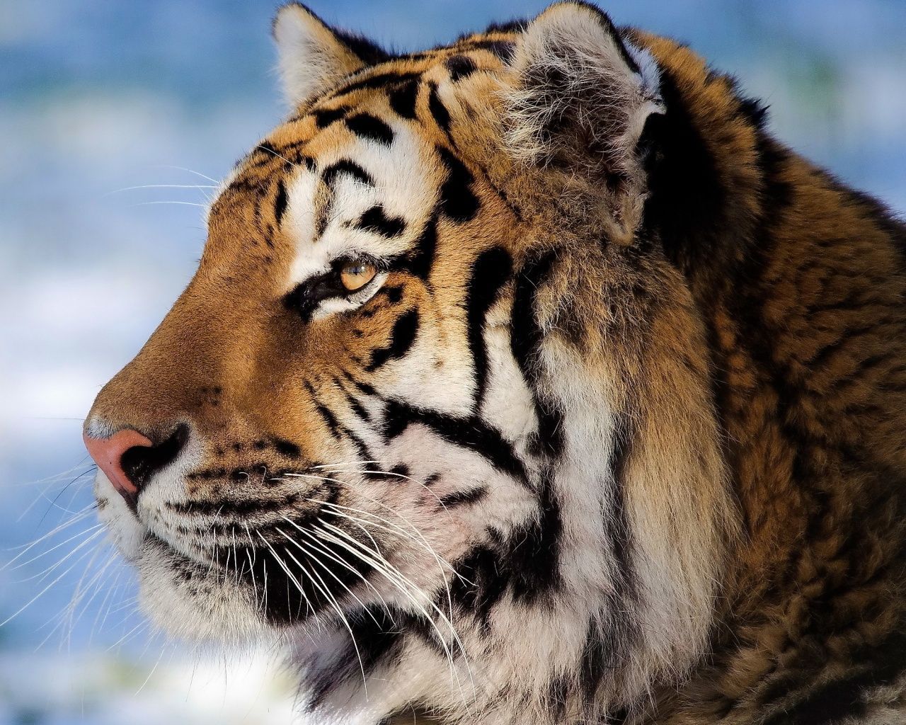 1280x1024 Closeup tiger face Wallpaper