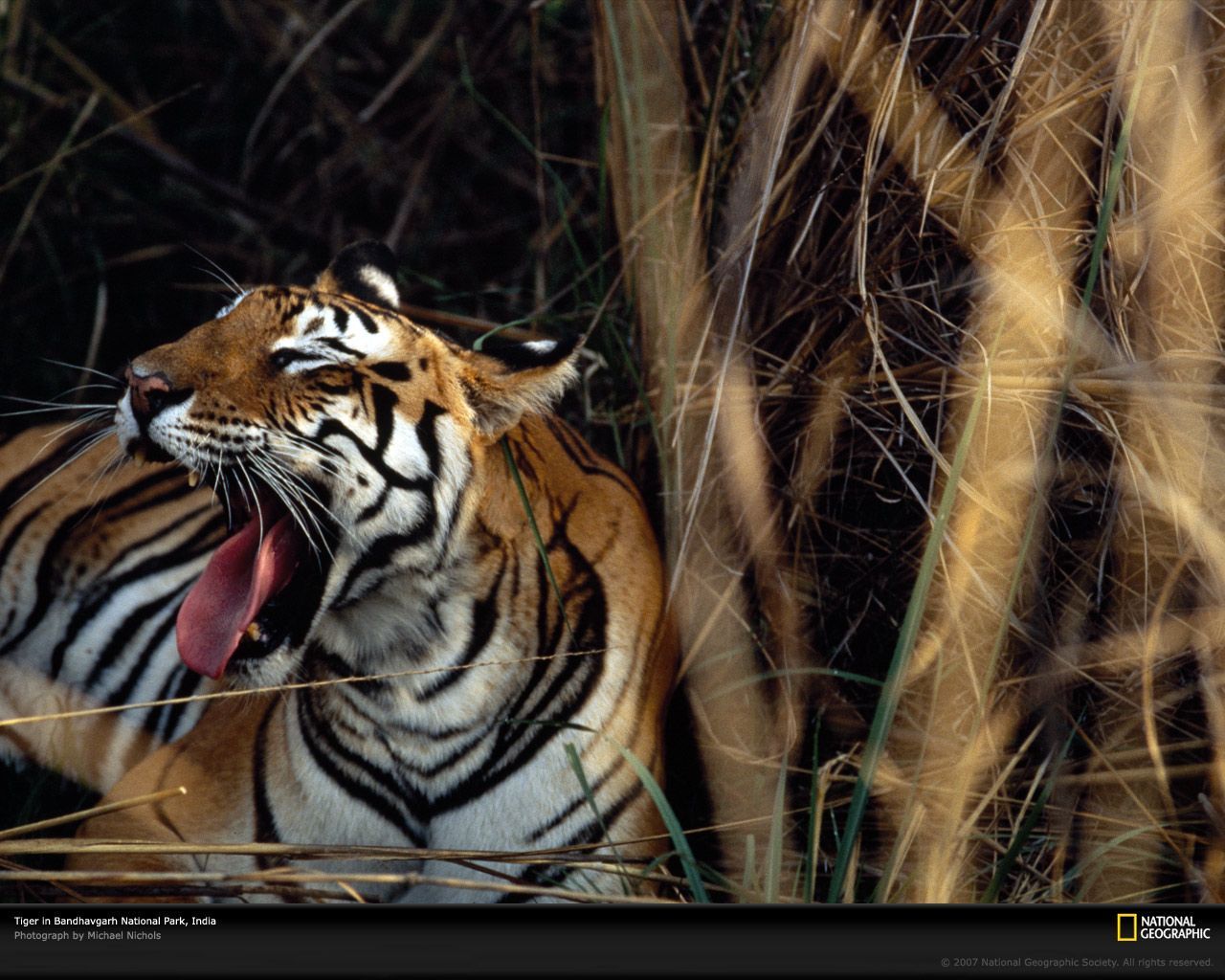 Wildlife: National Geographic 100 Best Wildlife Animal Wllpapers ...