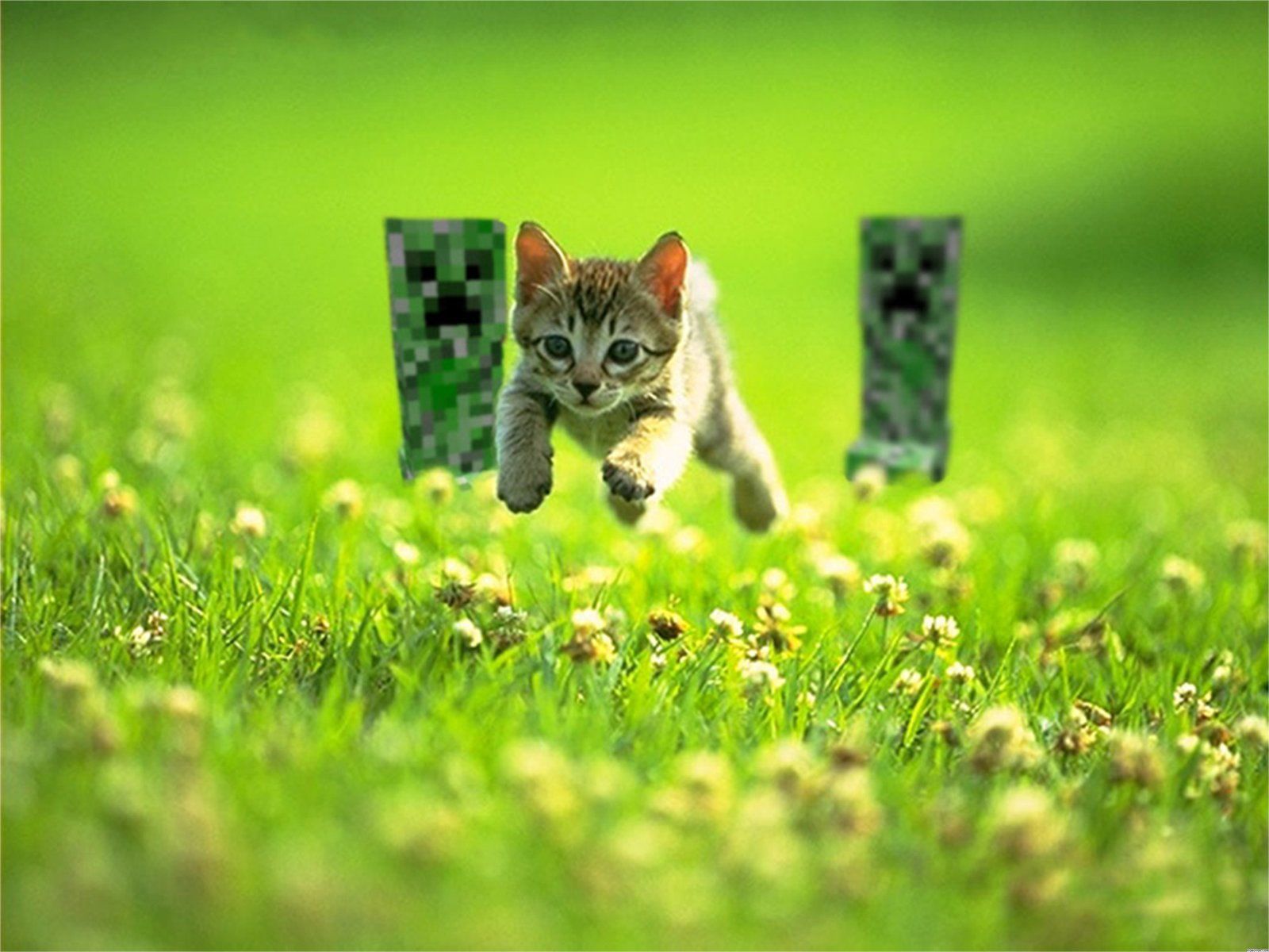 Cats Minecraft wallpapers