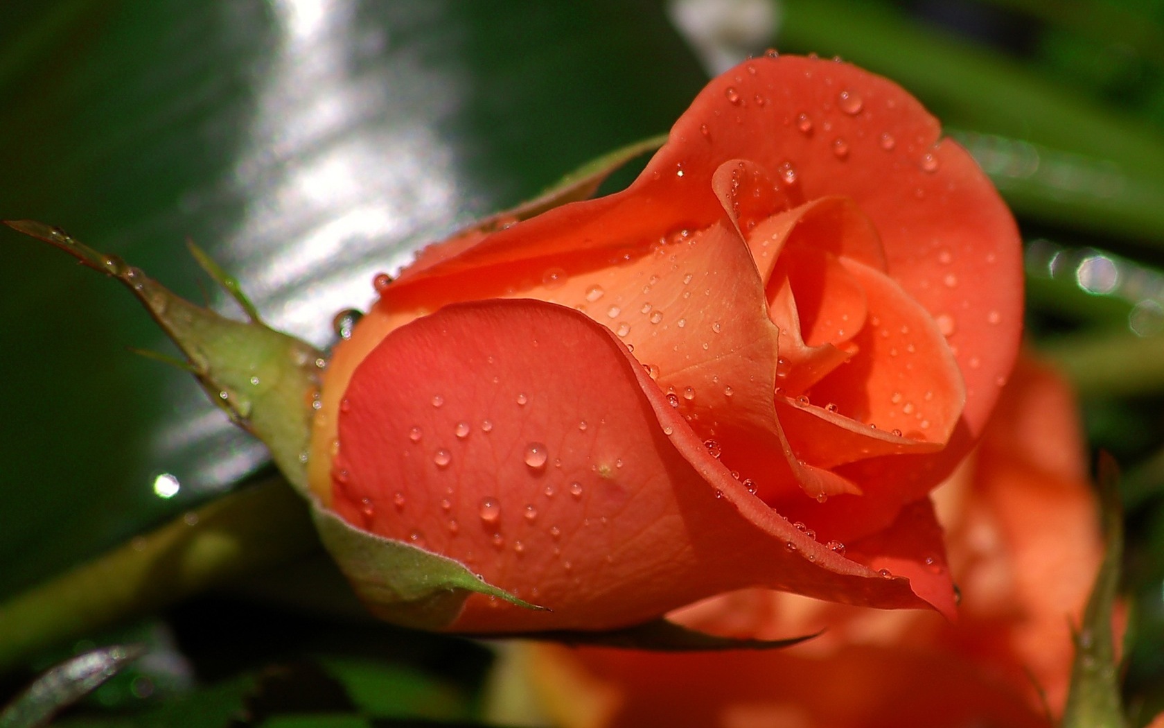 Rose With Water Drops Wallpapers