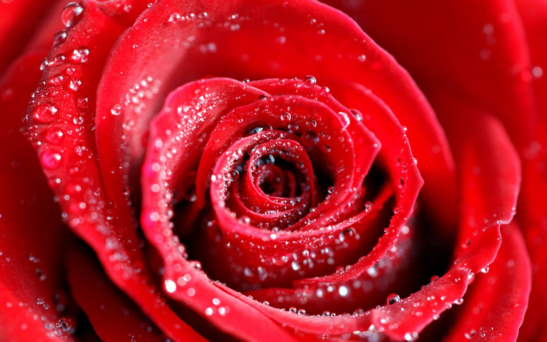 Water Drops on Red Rose Wallpapers | HD Wallpapers