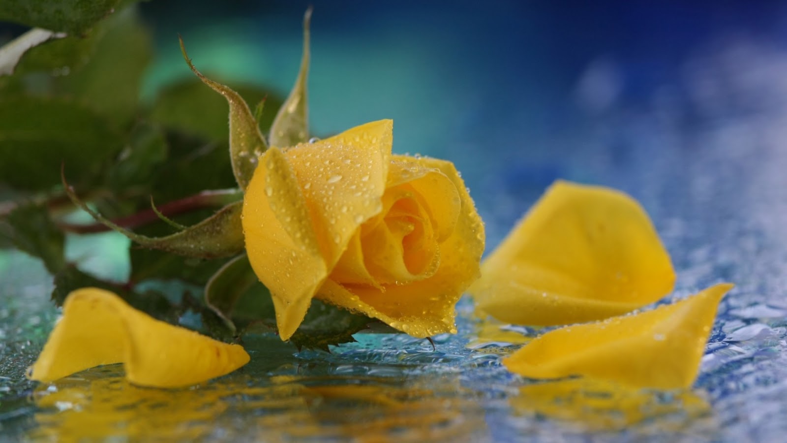 Mystery wallpaper yellow roses water drops Black Background and other