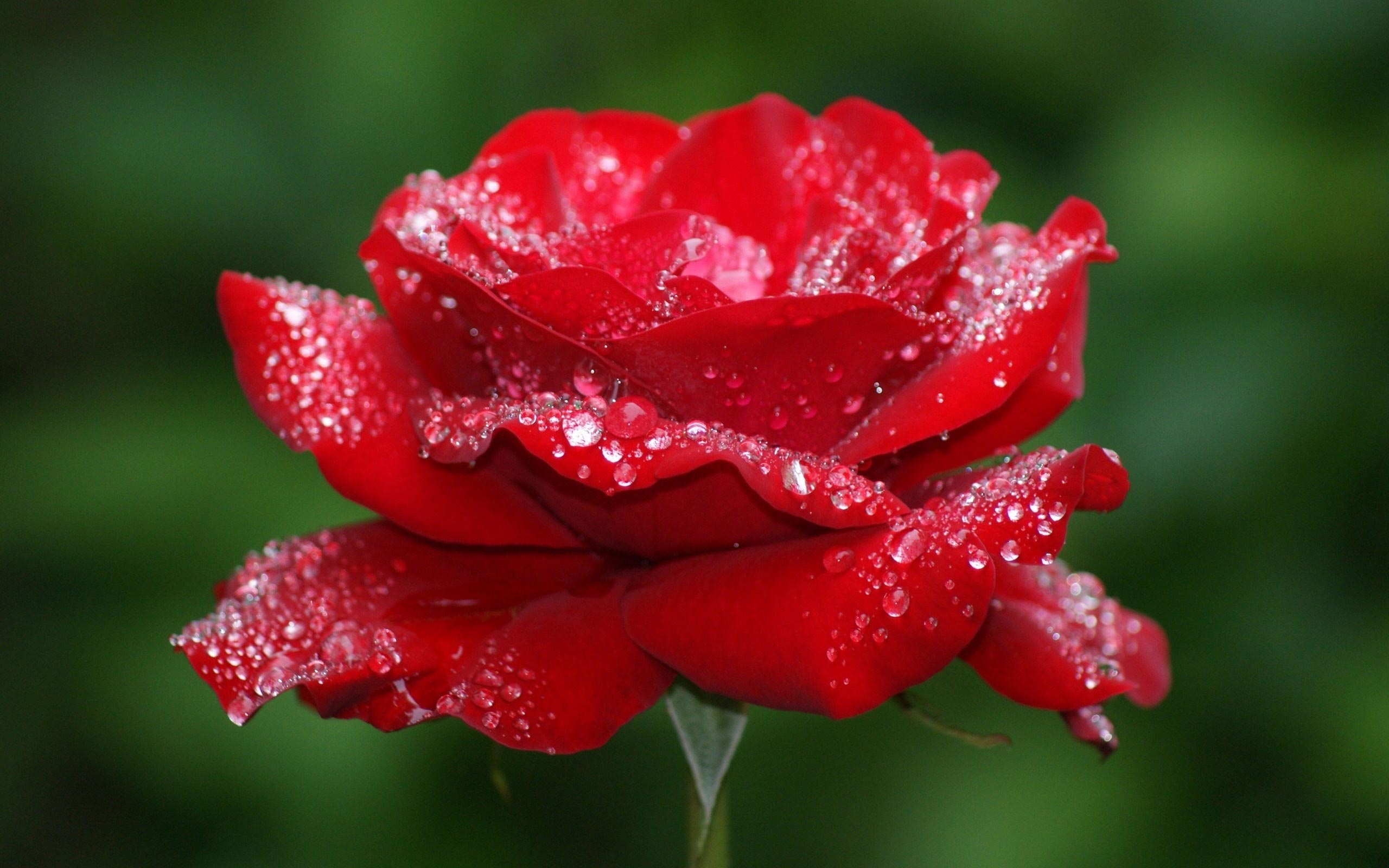 Water drops on red roses free hd wallpapers