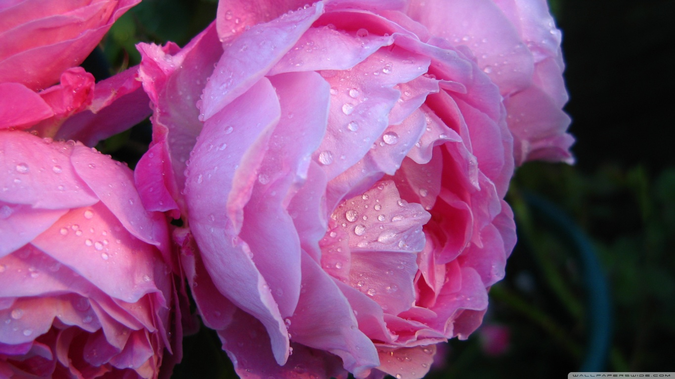 Pink Roses With Water Drops HD desktop wallpaper High Definition