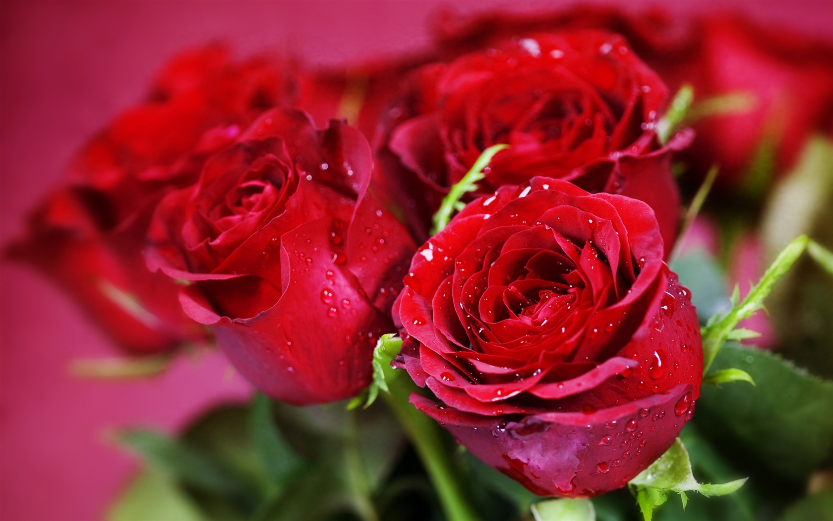 Water droplets flowers red roses close up Wallpaper 1680x1050